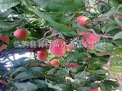 晚熟桃树品种